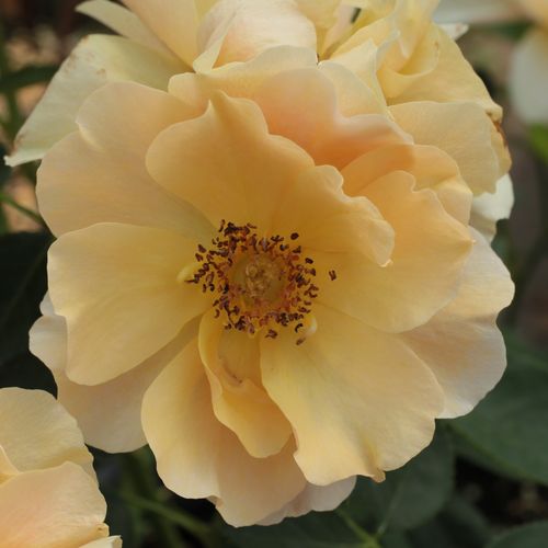 Rosa Fleur™ - orange - zwergrosen
